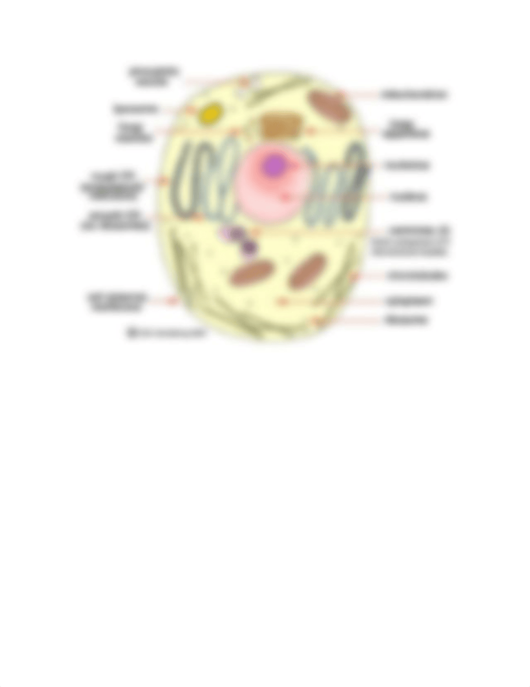 A plant cell compared to a animal cell_dt9w1qrpc42_page2