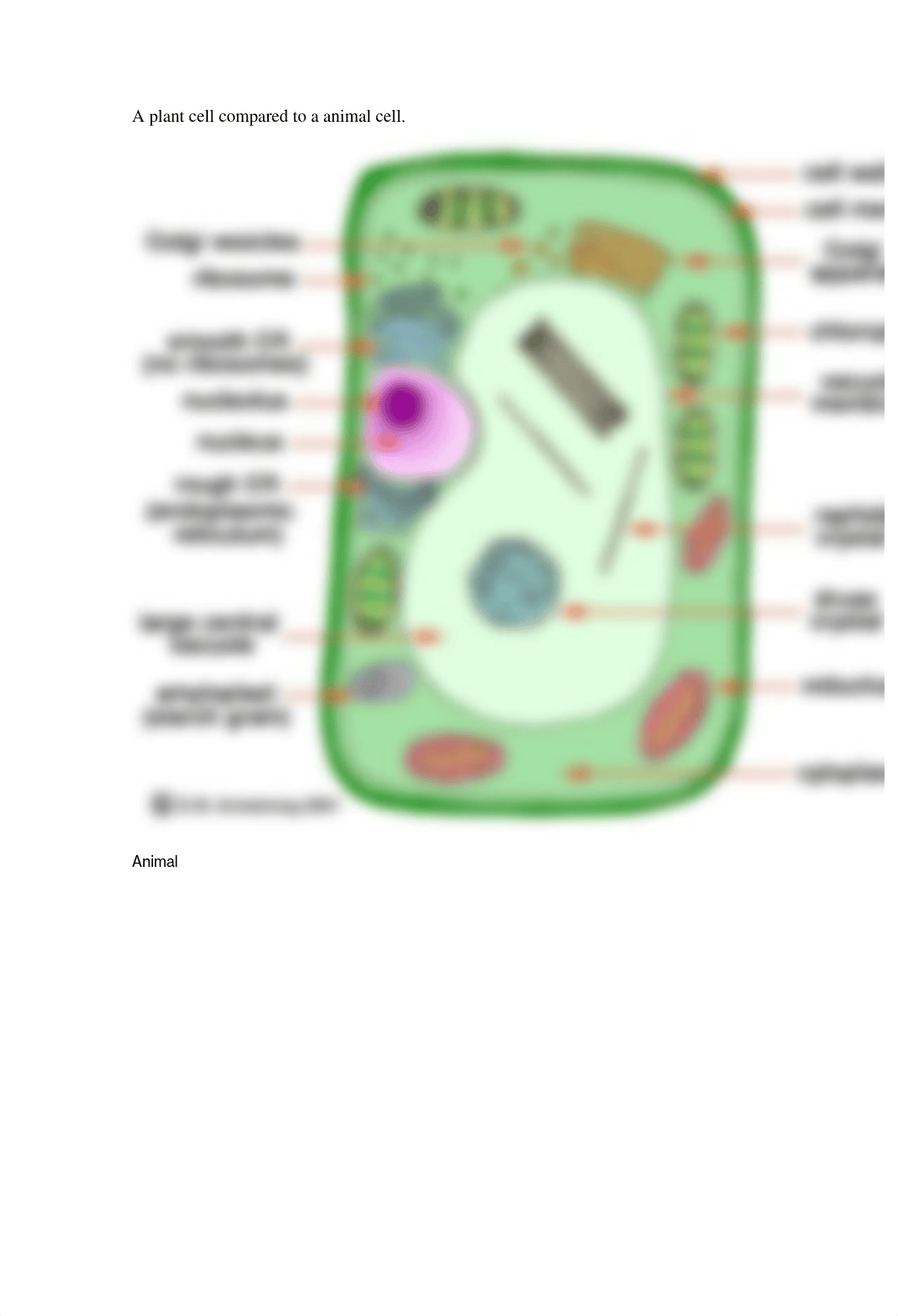 A plant cell compared to a animal cell_dt9w1qrpc42_page1