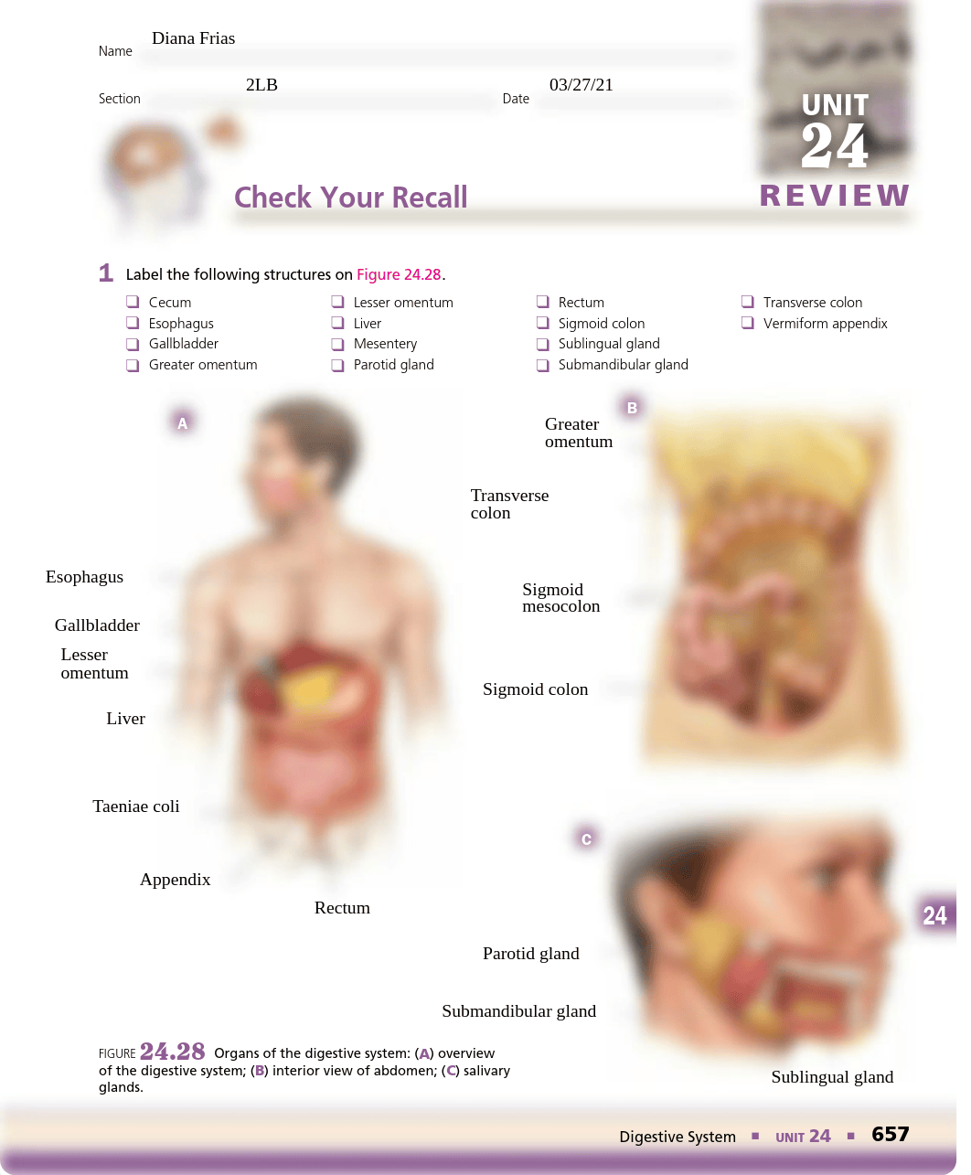 CYR Digestive system (1).pdf_dtamw9v97h1_page1