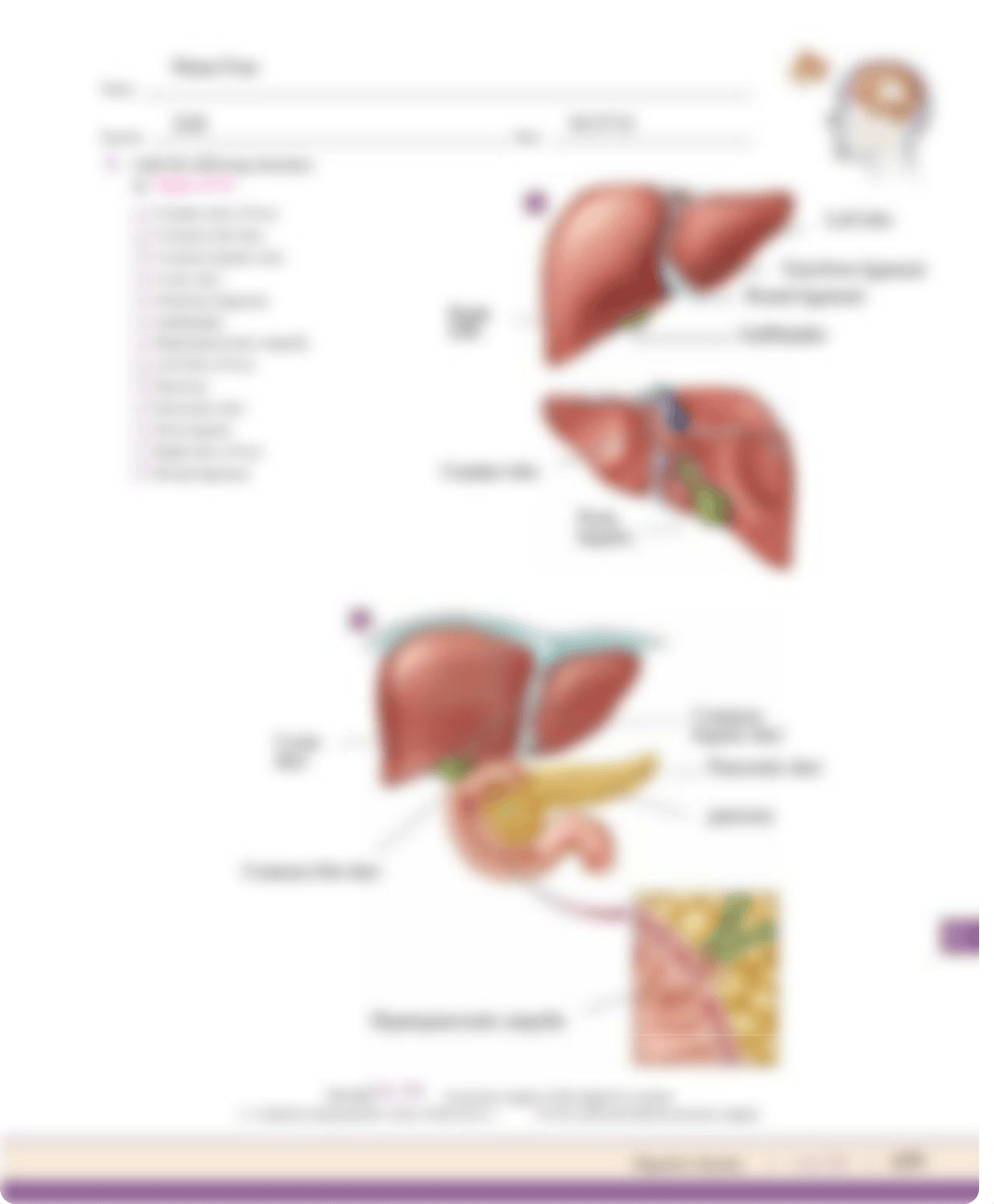 CYR Digestive system (1).pdf_dtamw9v97h1_page3