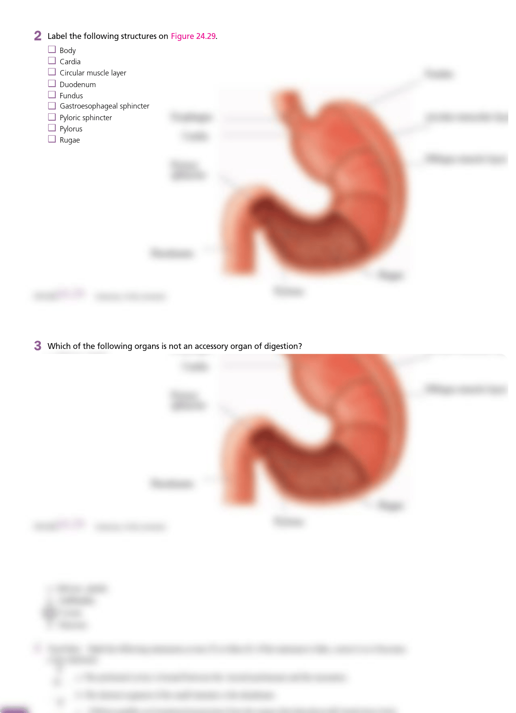 CYR Digestive system (1).pdf_dtamw9v97h1_page2