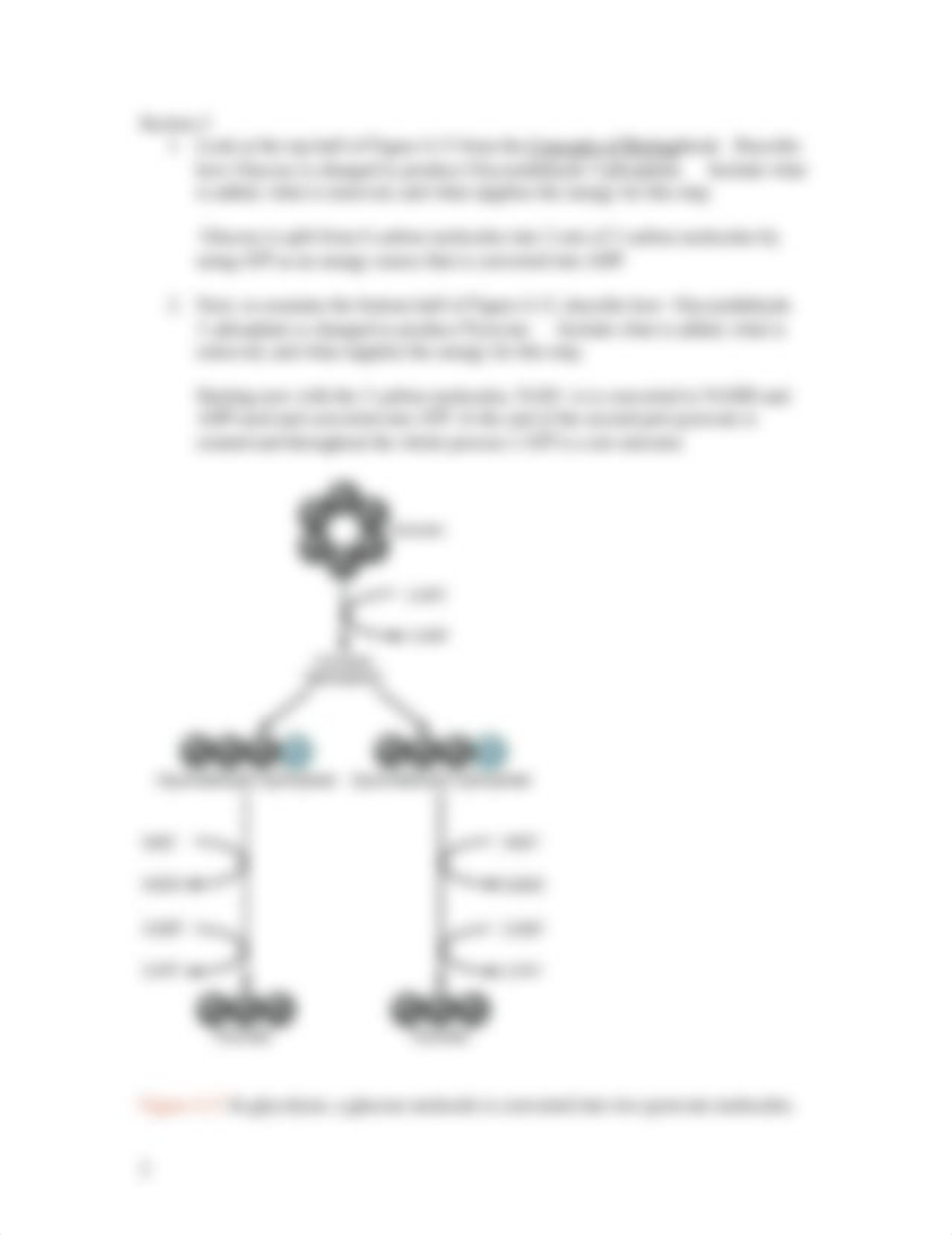 Photosynthesis and Cellular Respiration Homework.doc_dtb6u4xc3km_page2