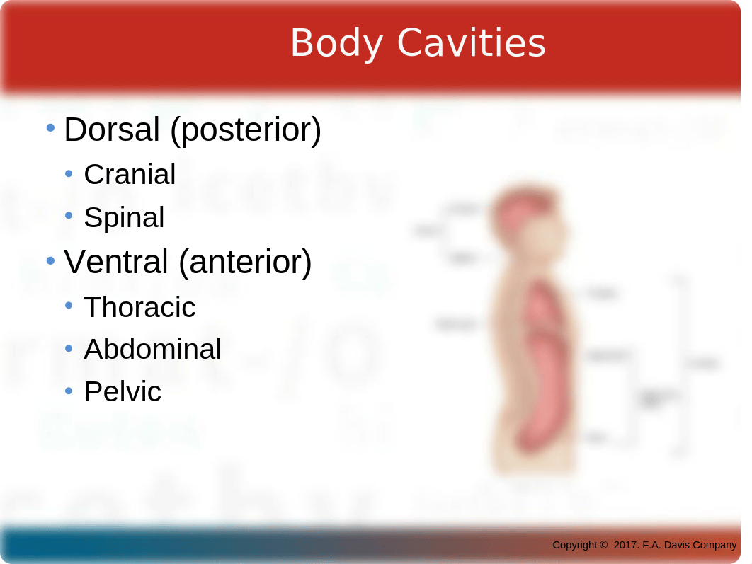 CH 04 PPT Body Structure.pptx_dtba5d95fa4_page4