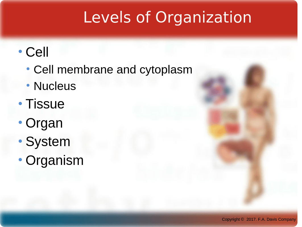 CH 04 PPT Body Structure.pptx_dtba5d95fa4_page2