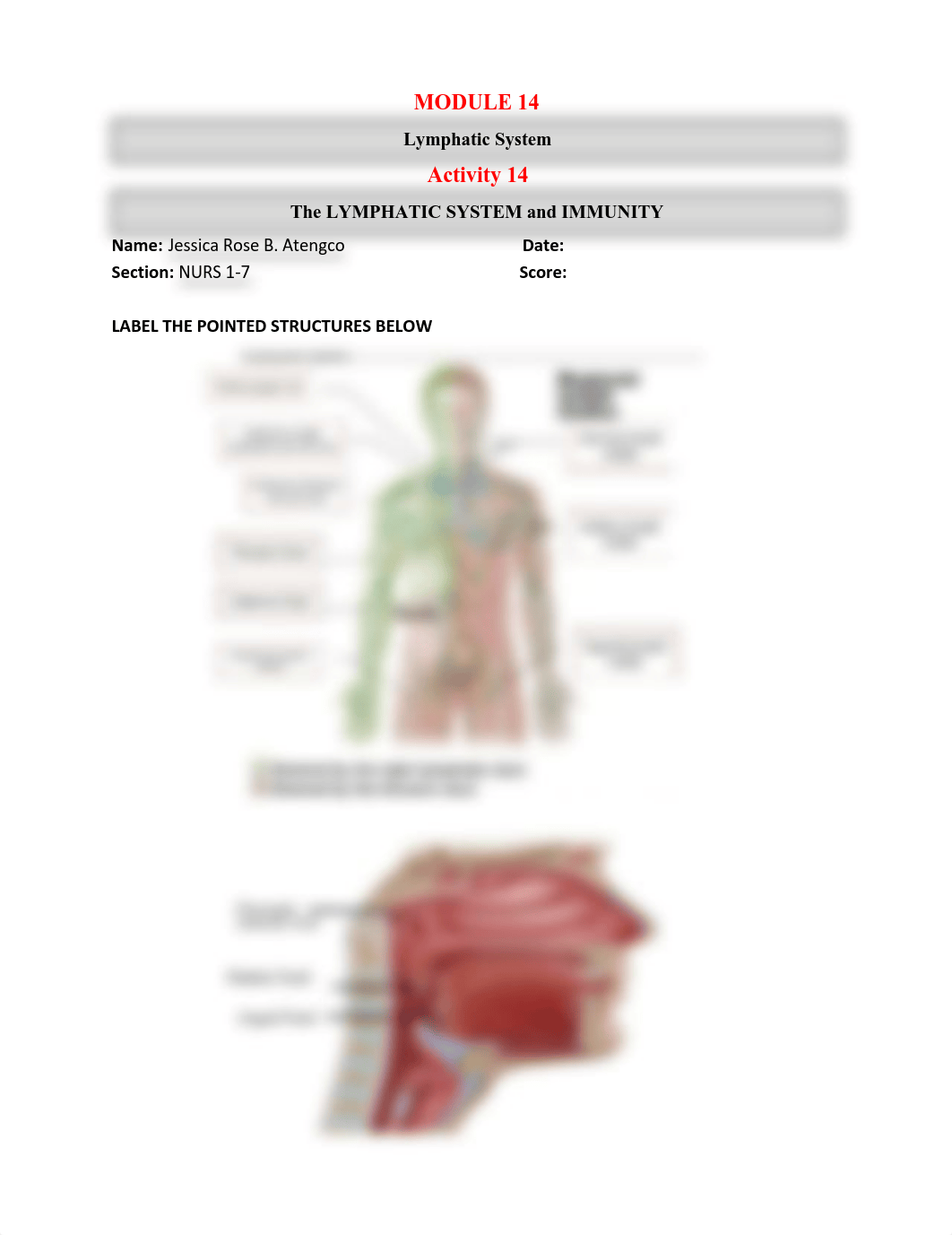 ATENGCO_Activity14-Lymphatic-System.pdf_dtbhw0whcod_page1