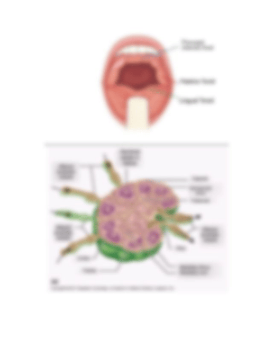 ATENGCO_Activity14-Lymphatic-System.pdf_dtbhw0whcod_page2