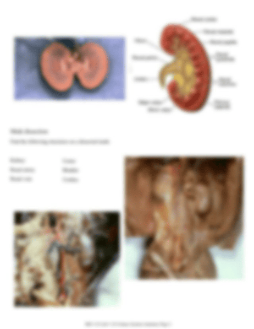 BIO 118 Lab 10 Urinary System Anatomy(1)_1482813.pdf_dtbyf5ja8by_page2