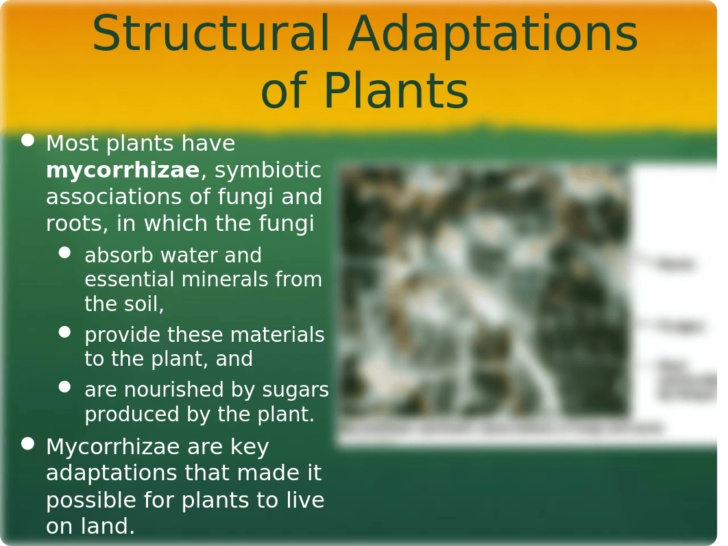 Plants and Ecology_dtc0m1btm6w_page4