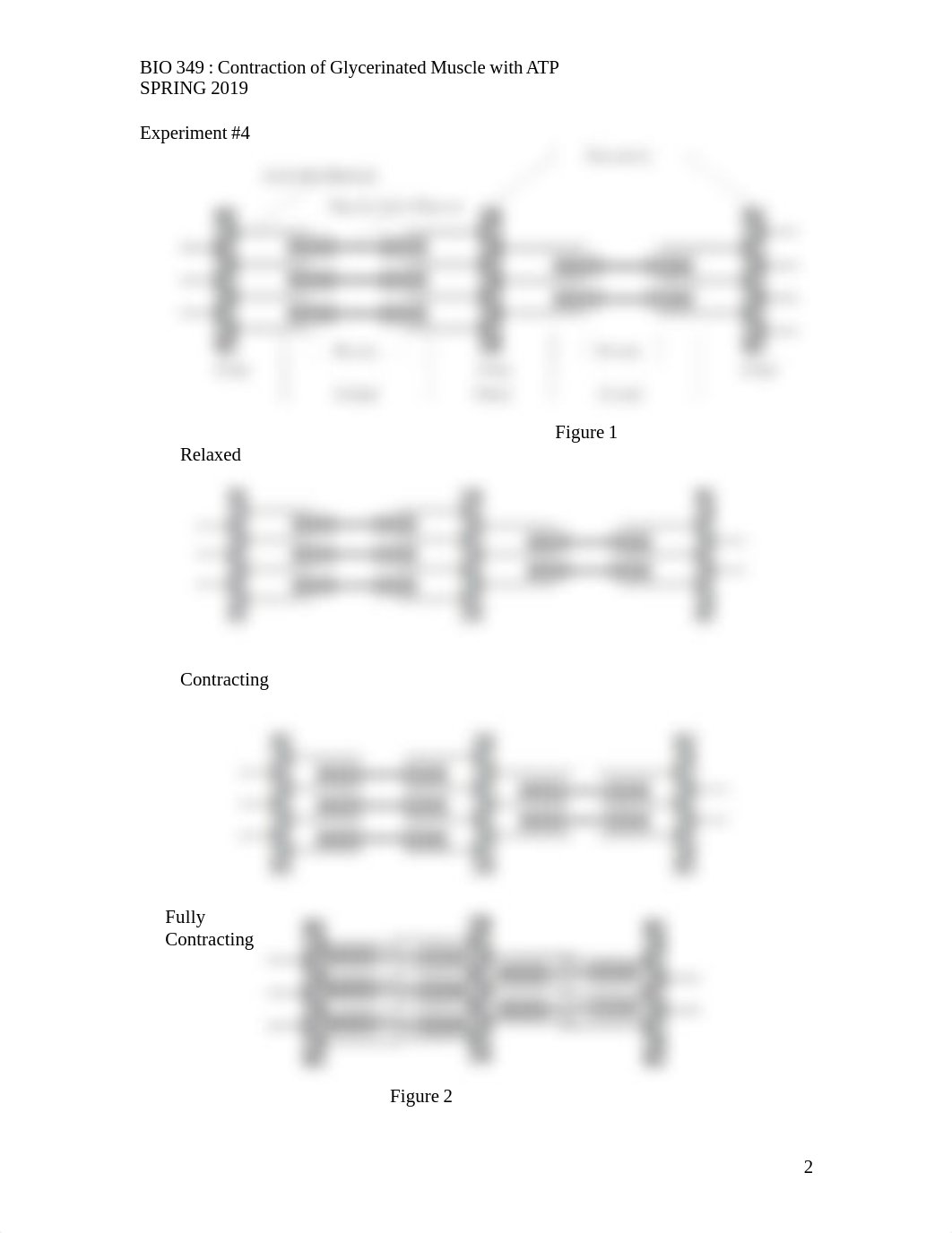 Lab4_Muscle Contraction_SP19.pdf_dtc0o3u8lsp_page2