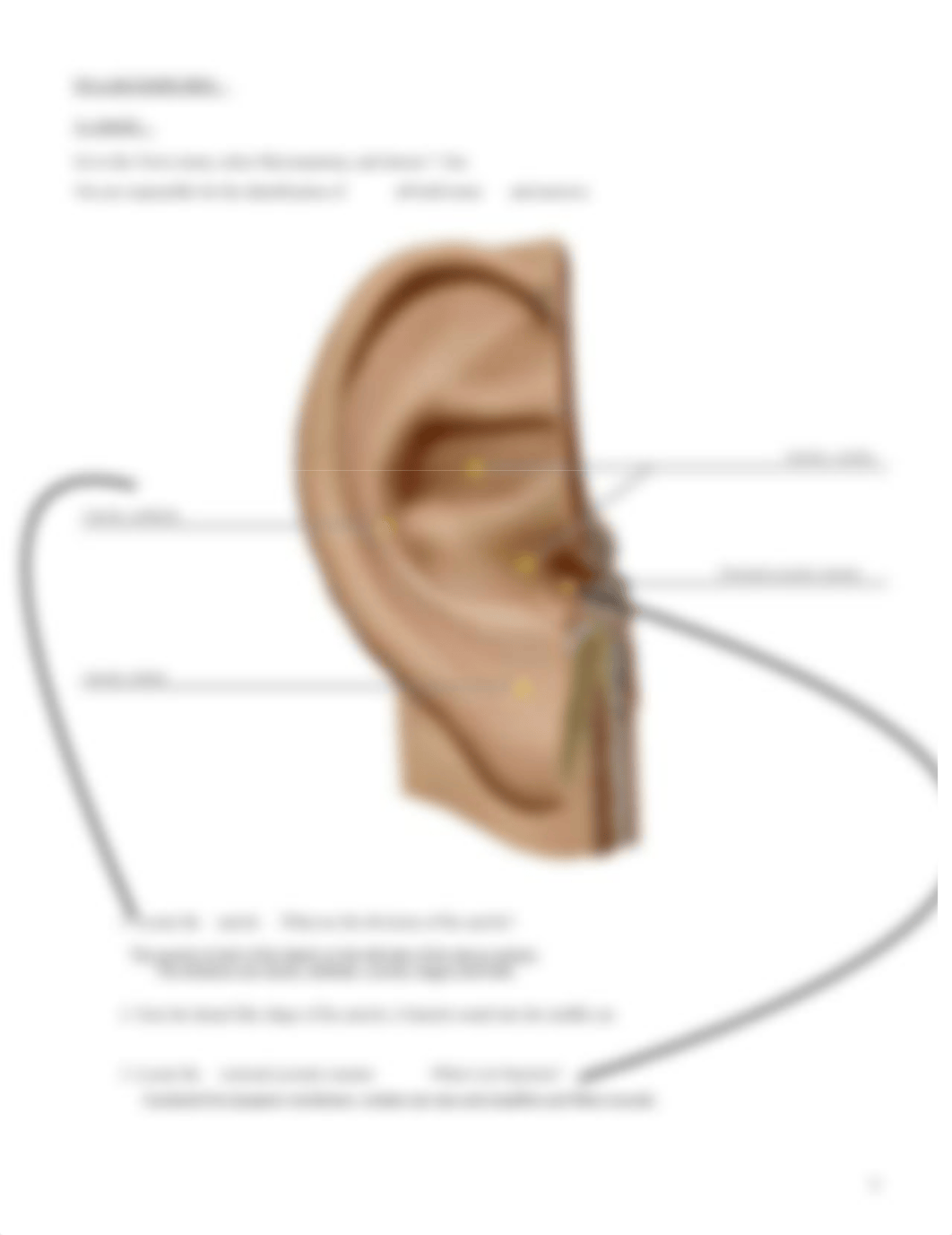 lab anato.pdf_dteu8of6otu_page4