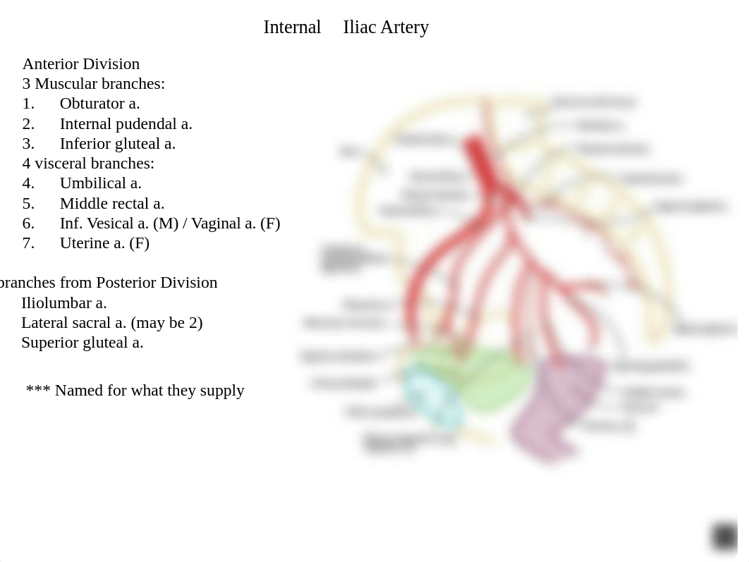 Anatomy 16.pptx_dtfb8gs8853_page2