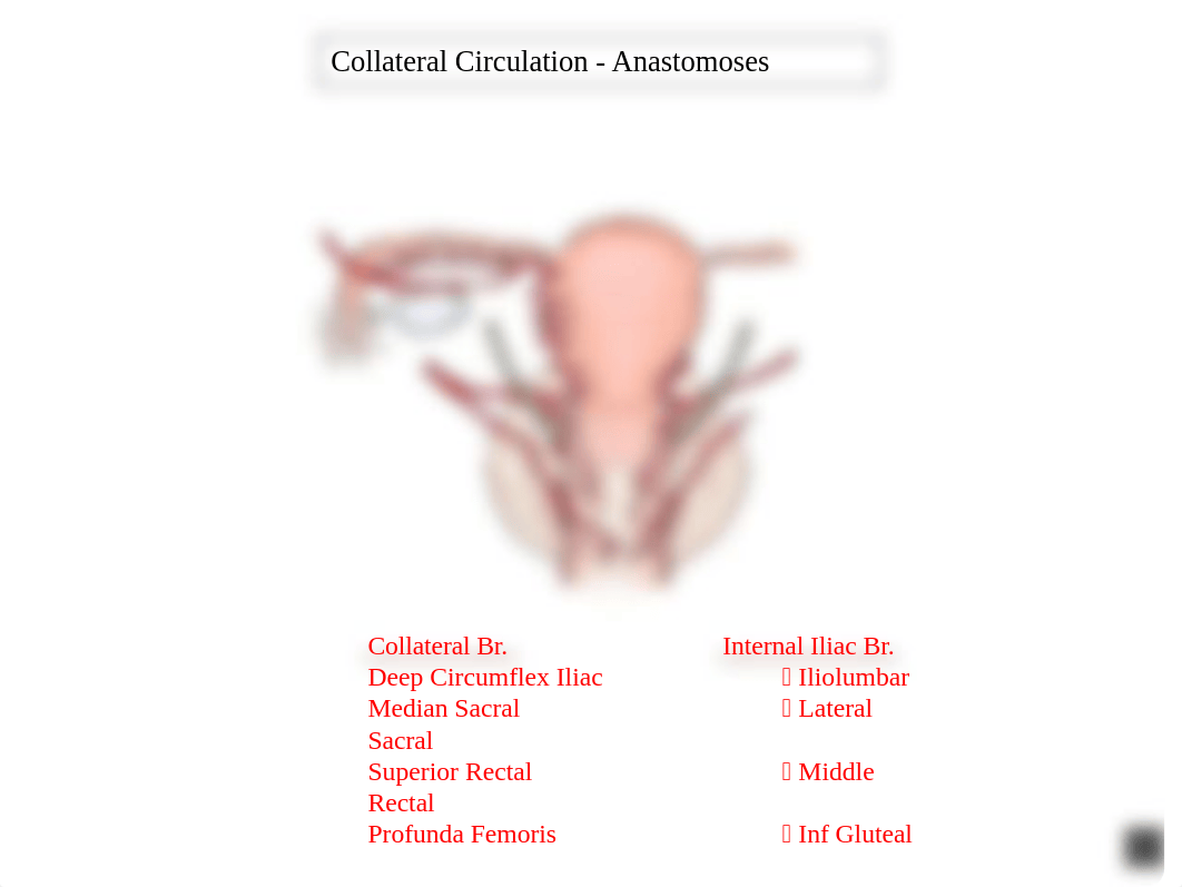 Anatomy 16.pptx_dtfb8gs8853_page4