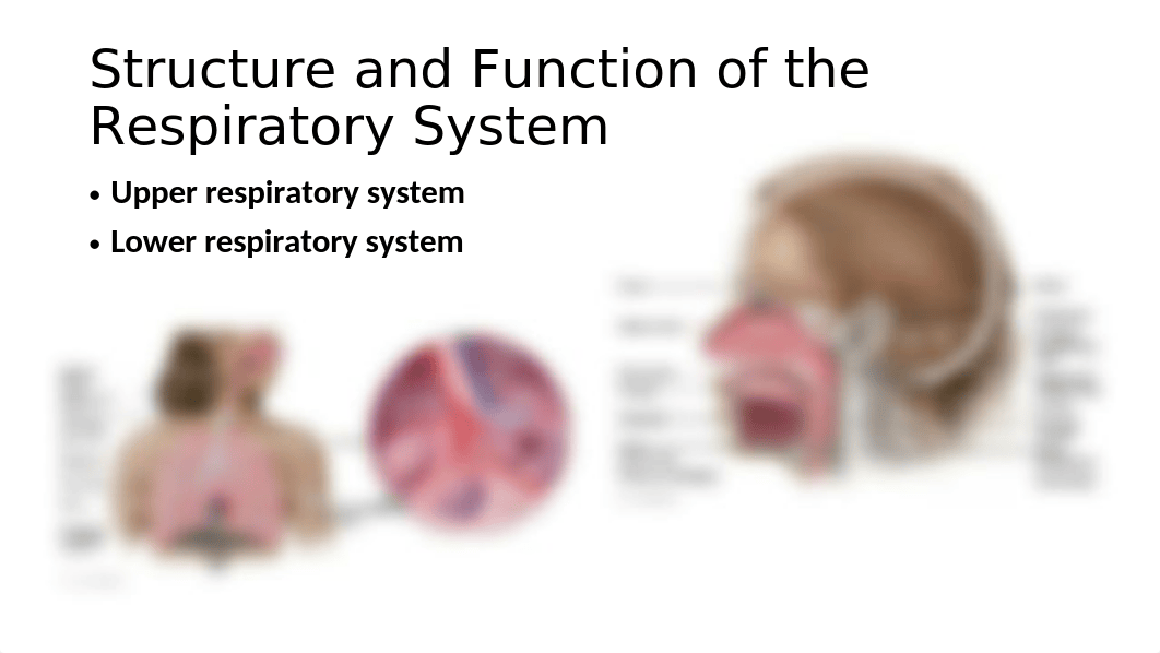 Chapter 24 Microbial Diseases of the Respiratory System.pptx_dtg4zbwbpr8_page2