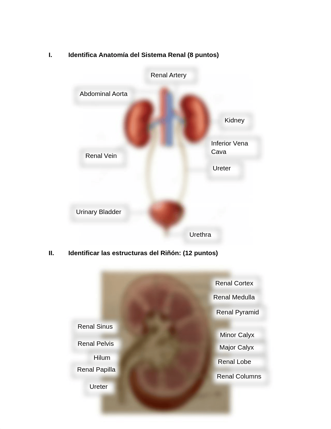 Laboratorio Sistema Renal.docx_dtgnridya1u_page3