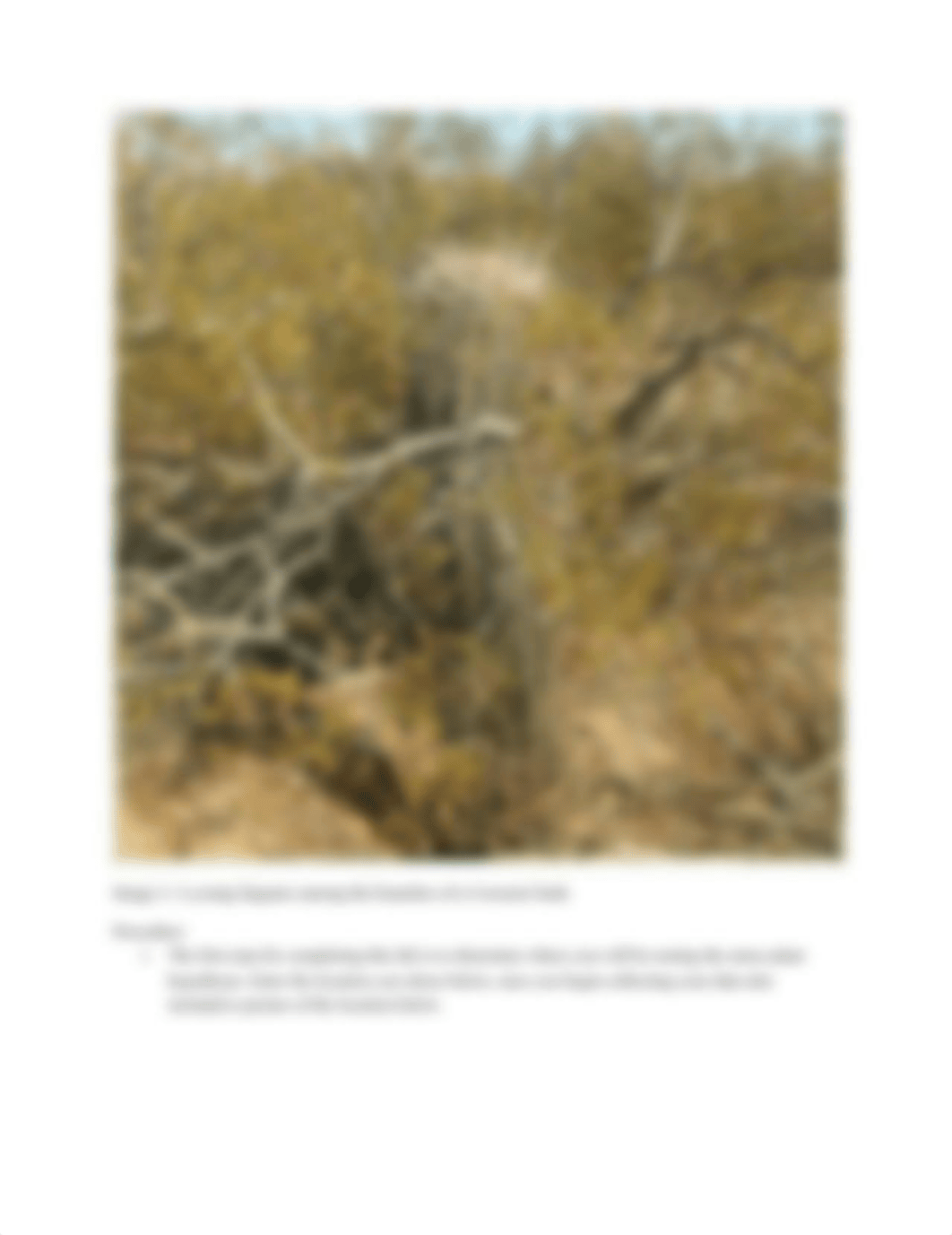 Desert Plant Interactions Lab (1).docx_dthkxwg5dpf_page2