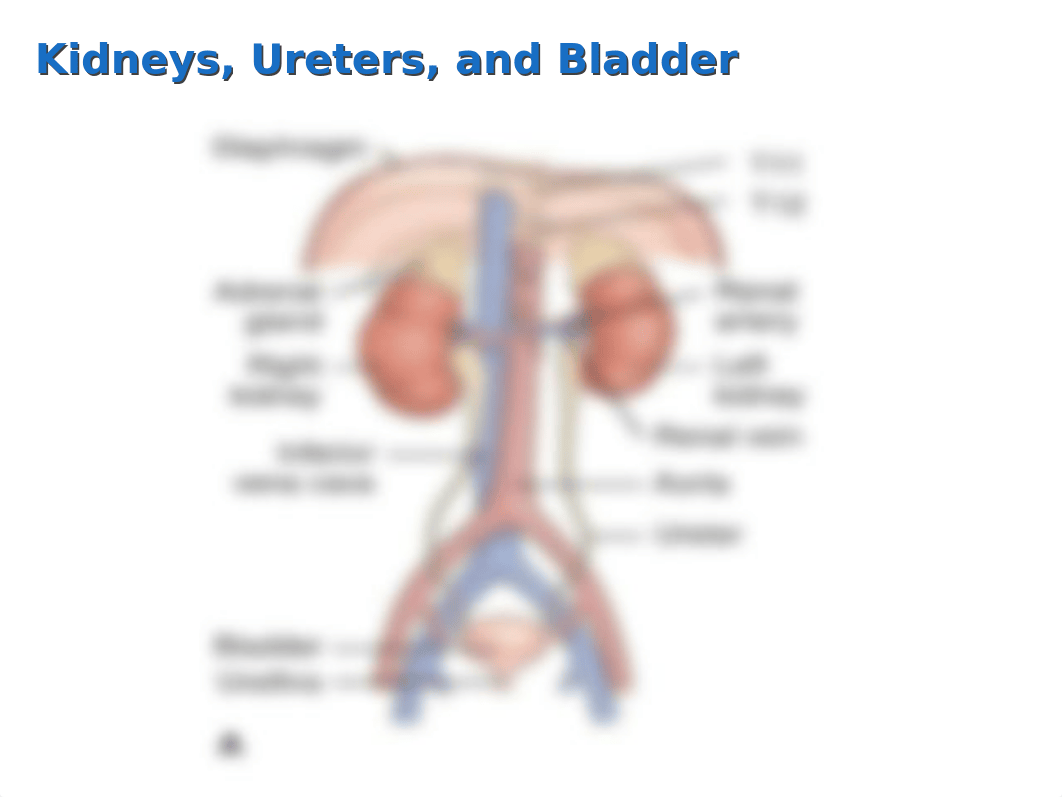 Kidney and urinary .ppt_dthqnd7ndsg_page3