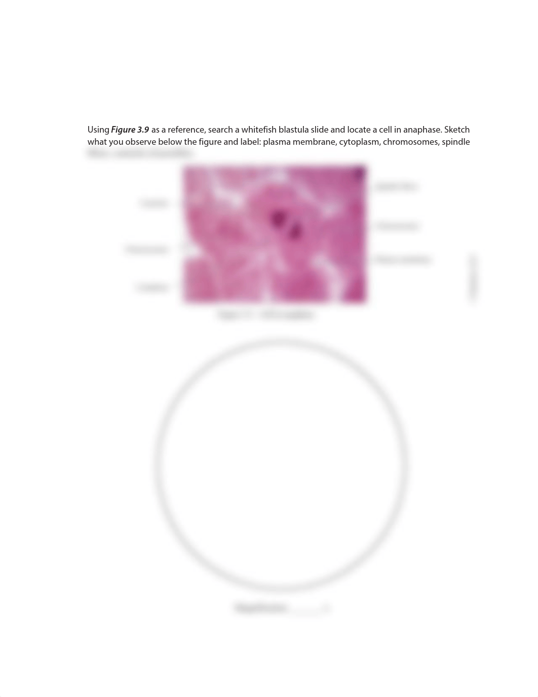 Lab 3 Anaphase-complete.pdf_dthwq104j64_page1