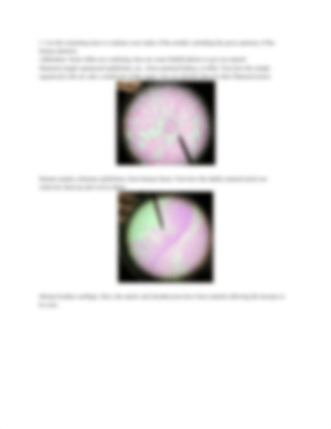 Lab 3. Tissues and the Integumentary System.docx_dthyeq80v6l_page3