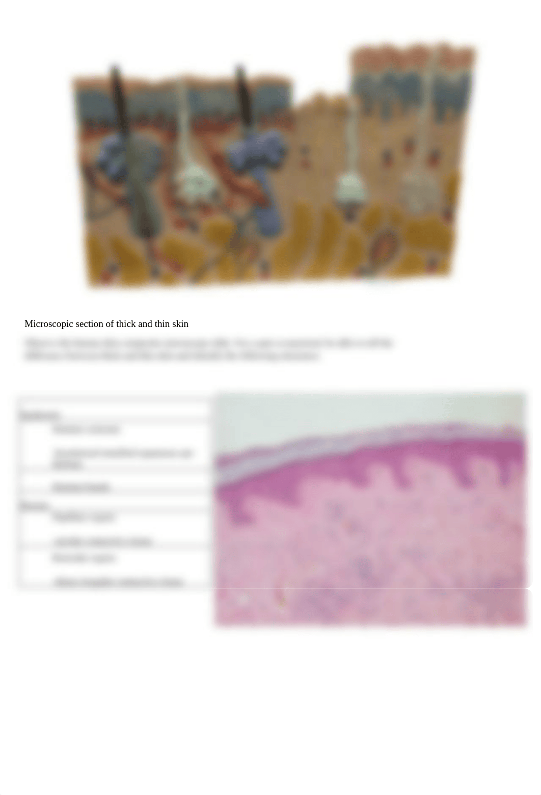 Lab 5 Integumentary System and Bone Tissue.pdf_dtif6krtub2_page2