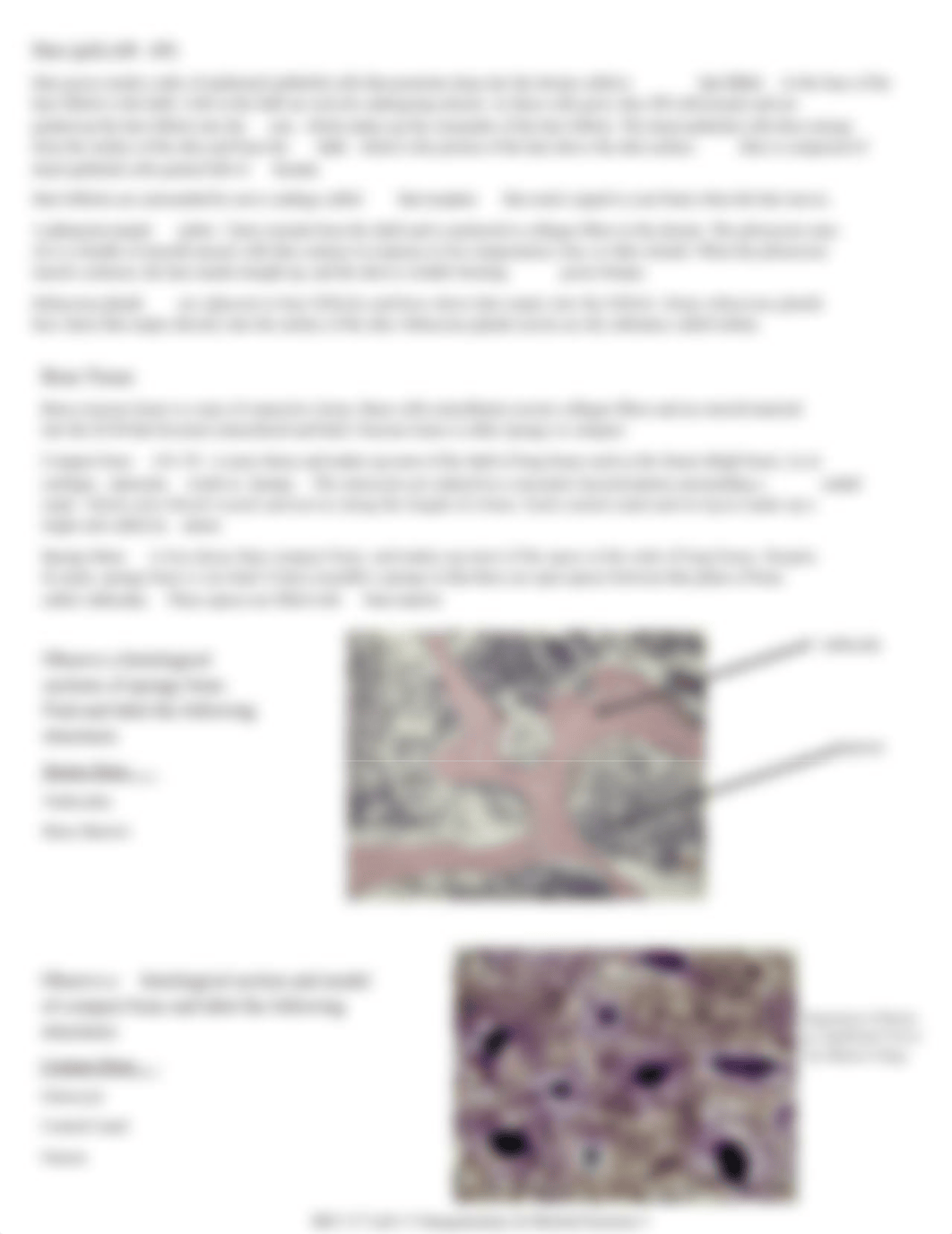 Lab 5 Integumentary System and Bone Tissue.pdf_dtif6krtub2_page3