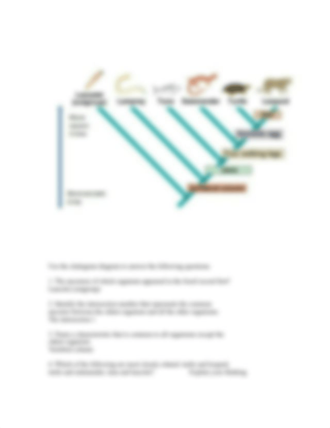 Cladogram of the Vertebrates - Finished.docx_dtiqd2kwghz_page2