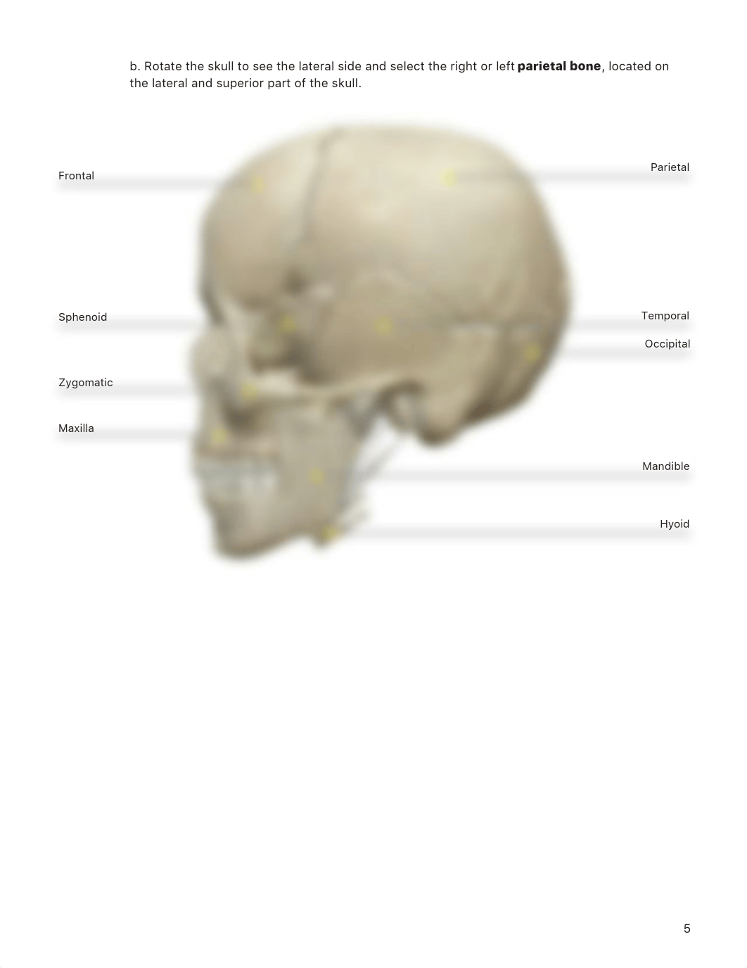 Axial Appendicular Skeleton Reference.pdf_dtiqo0a99ru_page4