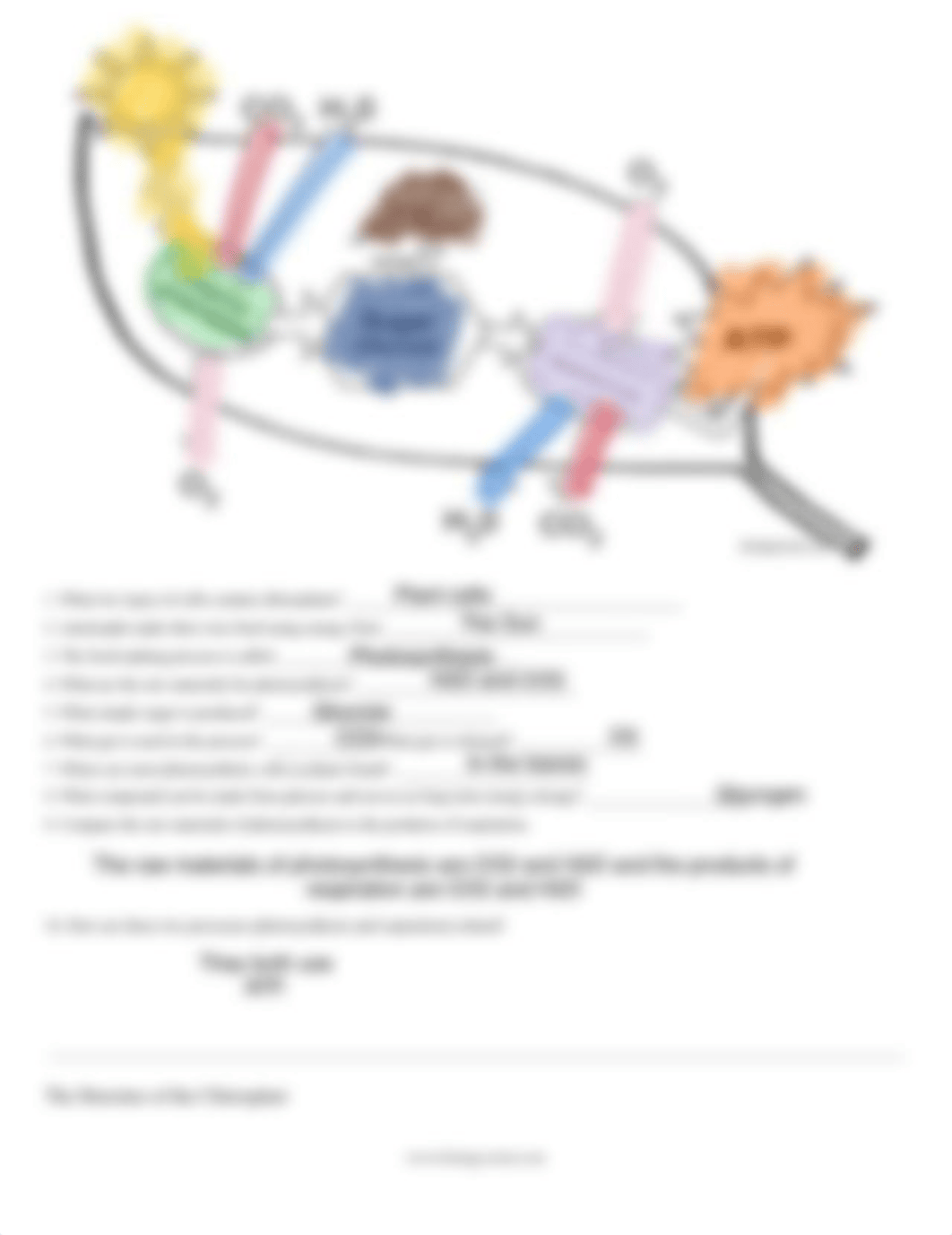 Photosynthesis Coloring _Homework.pdf_dtkahiqgxs5_page2