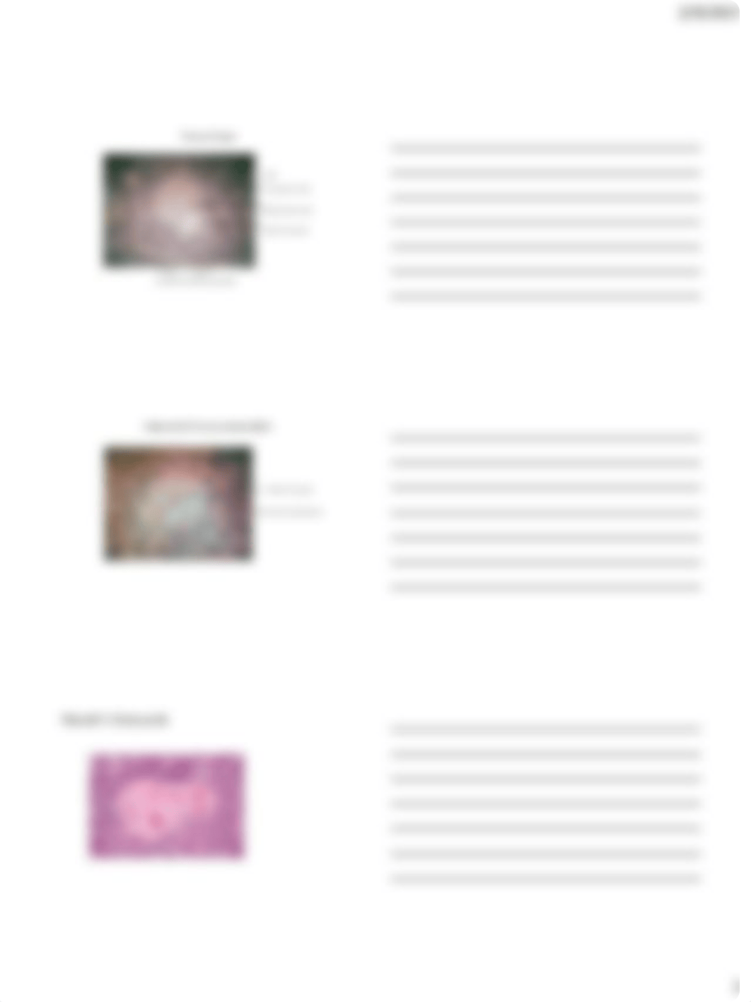 Endocrine Histology Lab.pdf_dtkosnffijv_page3