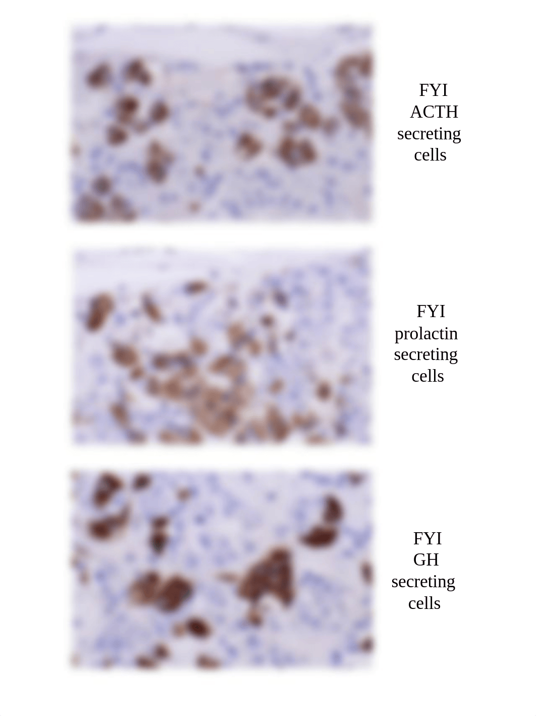 A&P II Lab Section 1 - Microscopic Images of Endocrine Tissue, Blood Cells, and Lymphatic Tissue.pdf_dtlkwr92xj8_page2