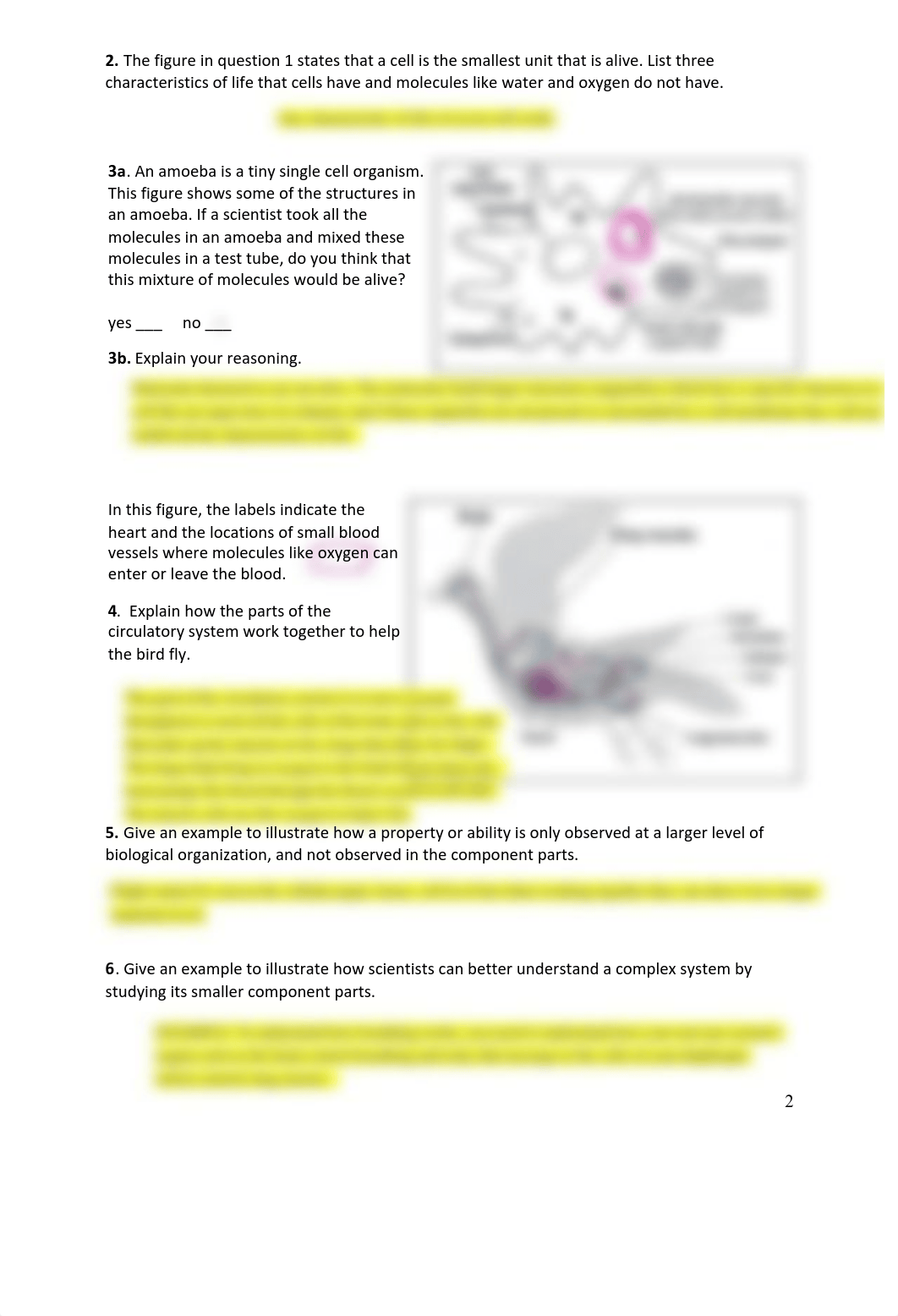 Chapter_2_Levels_of_Organization_KEY (1)_dtlq2e25ooj_page2