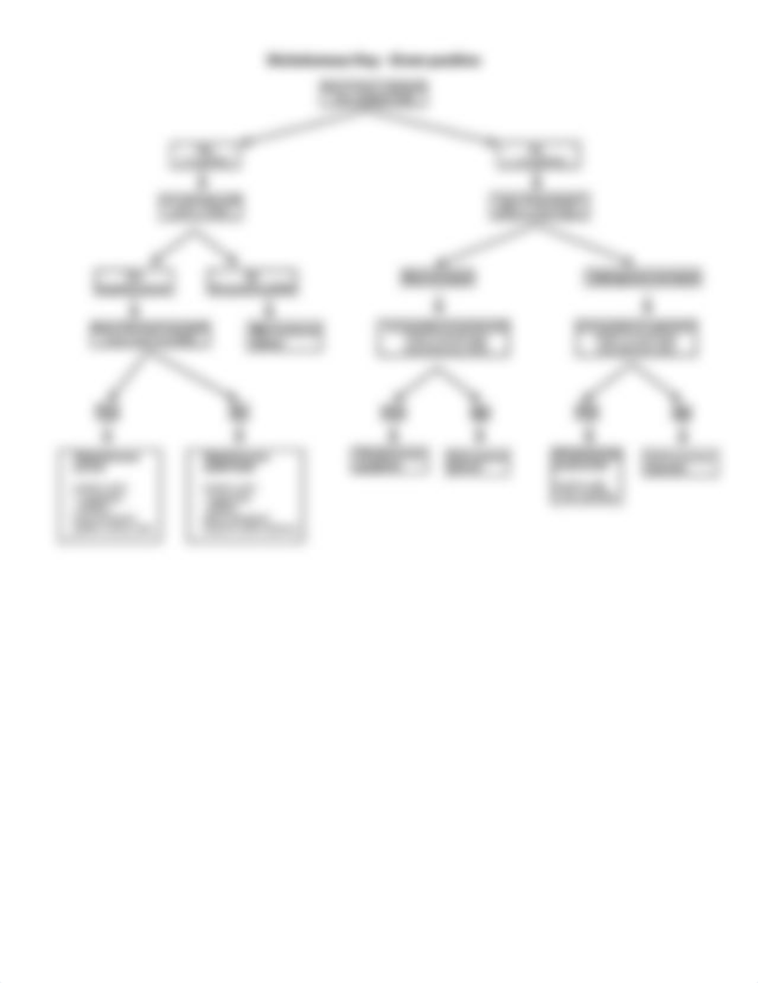 Dichotomous Key Gram positive.jpg_dtlyzquu1av_page1