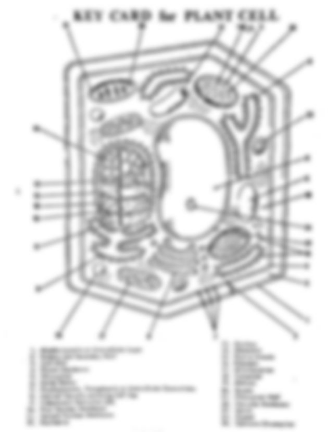 plant_animal_cell_modelandkey.pdf_dtlzyd4blt2_page3