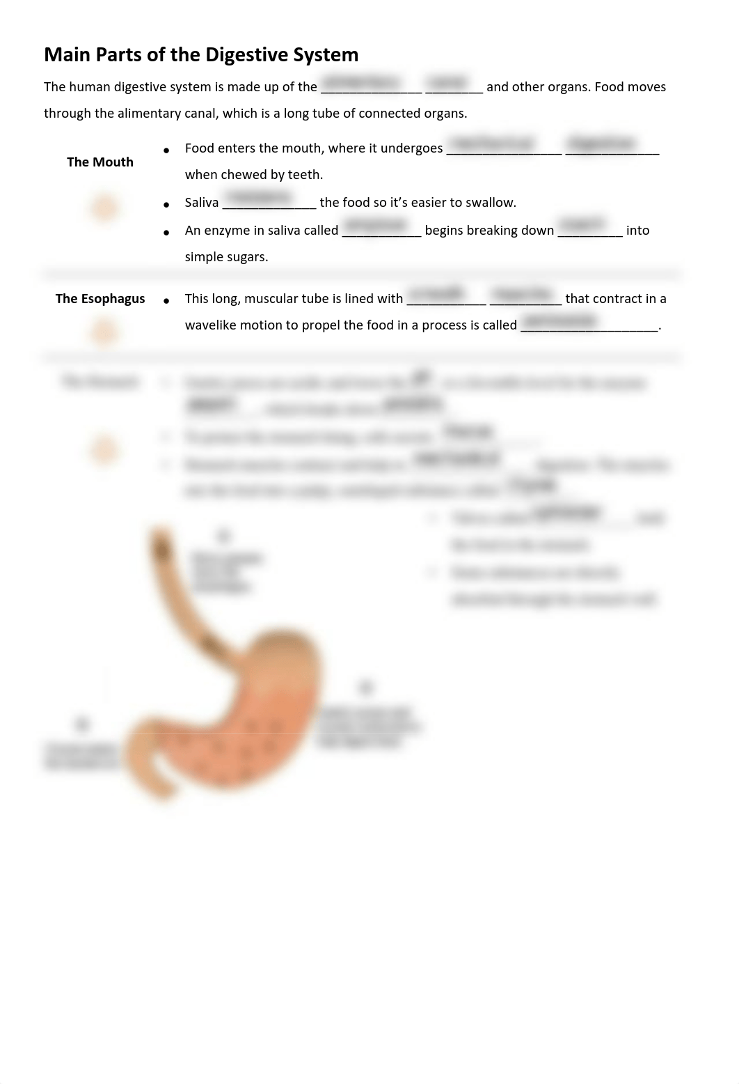 The Digestive and Excretory Systems.pdf_dtn7fp4kxm3_page3