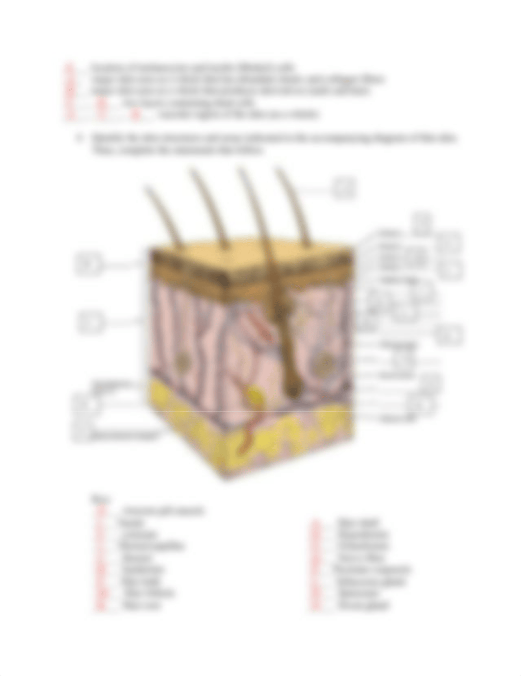 Exercise 7 Review Sheet.docx_dtnlyc5a9a6_page2