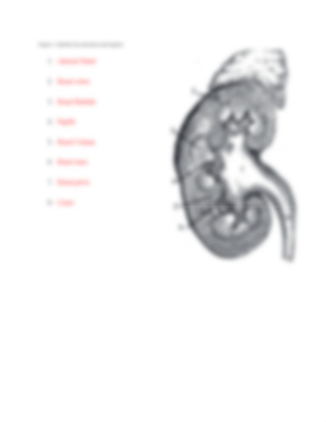 Urinary prlab .docx_dtnnasxup16_page3