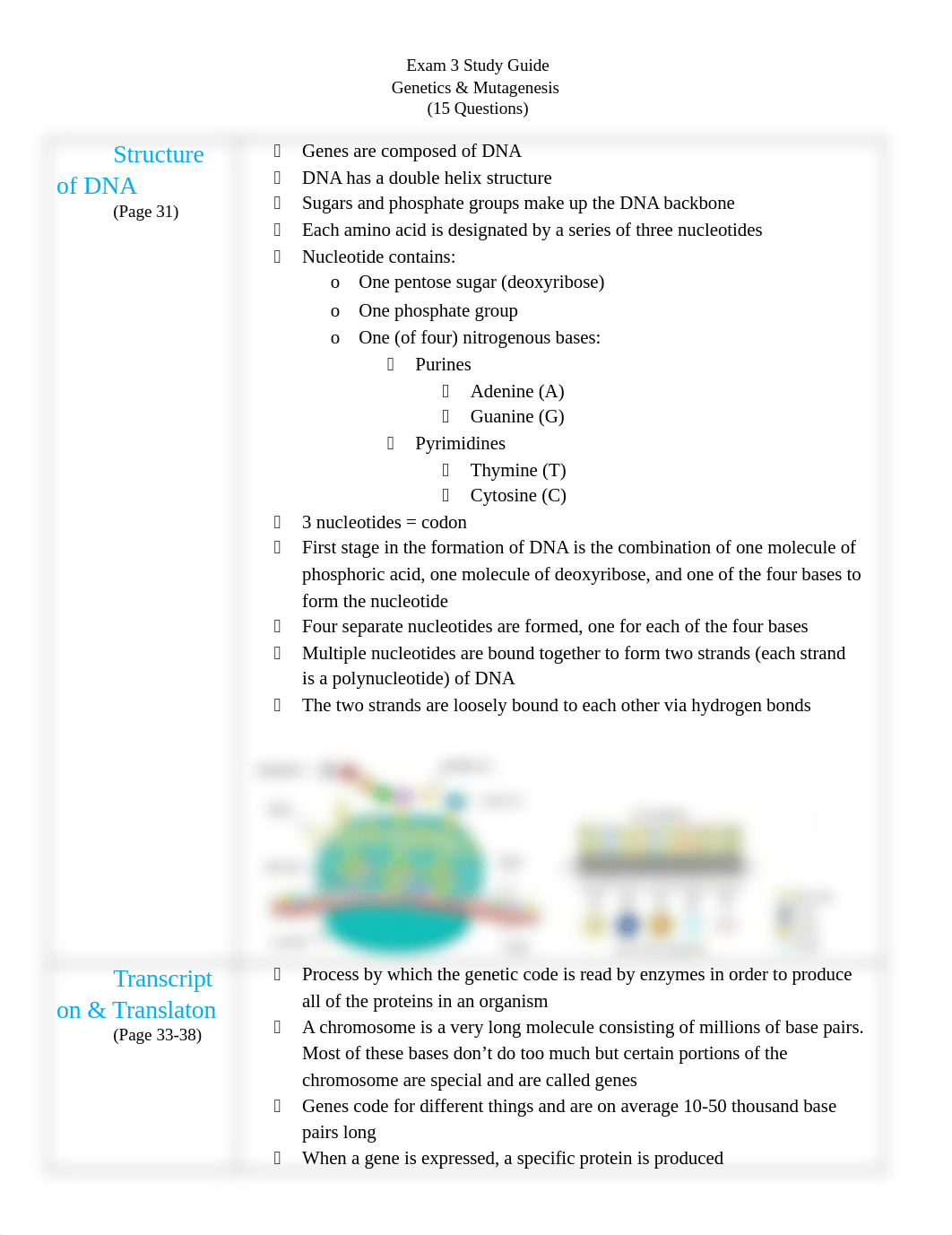 N589 Study Guide_Exam 3-2.docx_dtnnyhm3cuh_page1