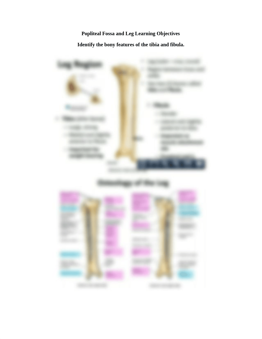 Popliteal Fossa and Leg Learning Objectives.docx_dtnqpdufghl_page1