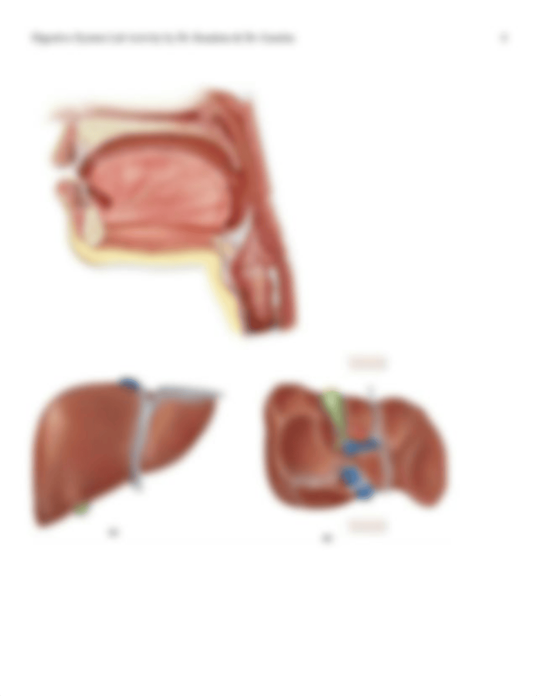 Digestive+System+Lab+Activity.pdf_dtnt34r75ha_page4