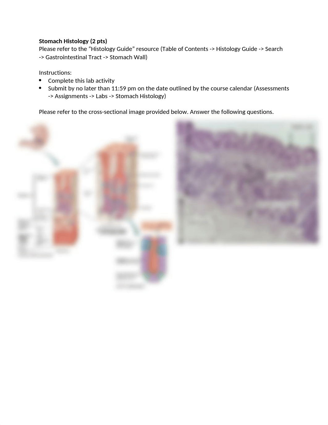 Stomach Histology111.docx_dtp25bfvykn_page1