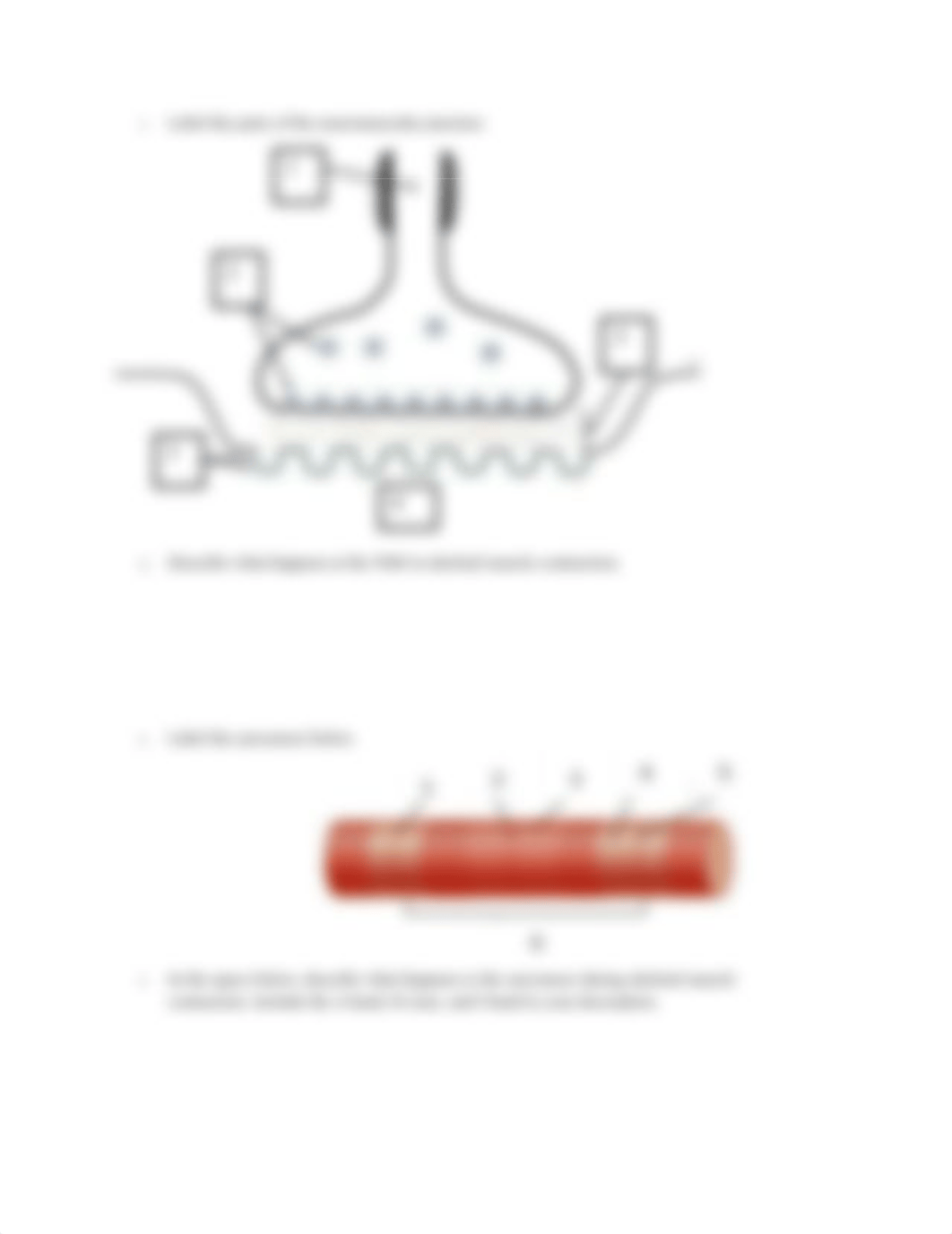 skeletal muscle contraction analogy (2).docx_dtp5gdd4lex_page2