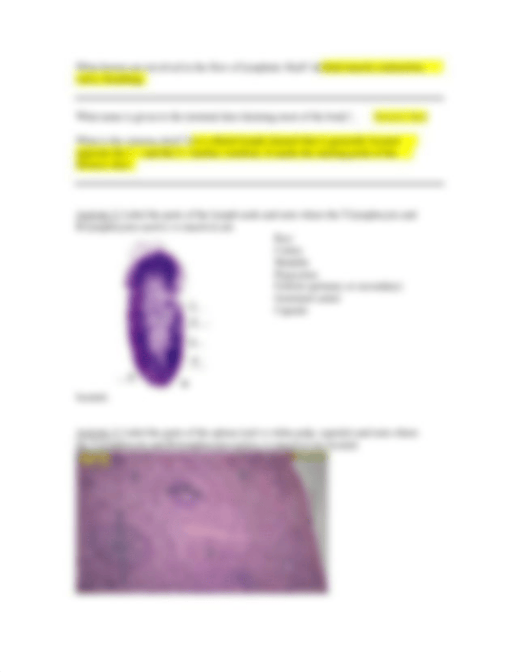 Lab_Assignment__5-Lymphatic-Immune.pdf_dtpvaf3gooj_page2