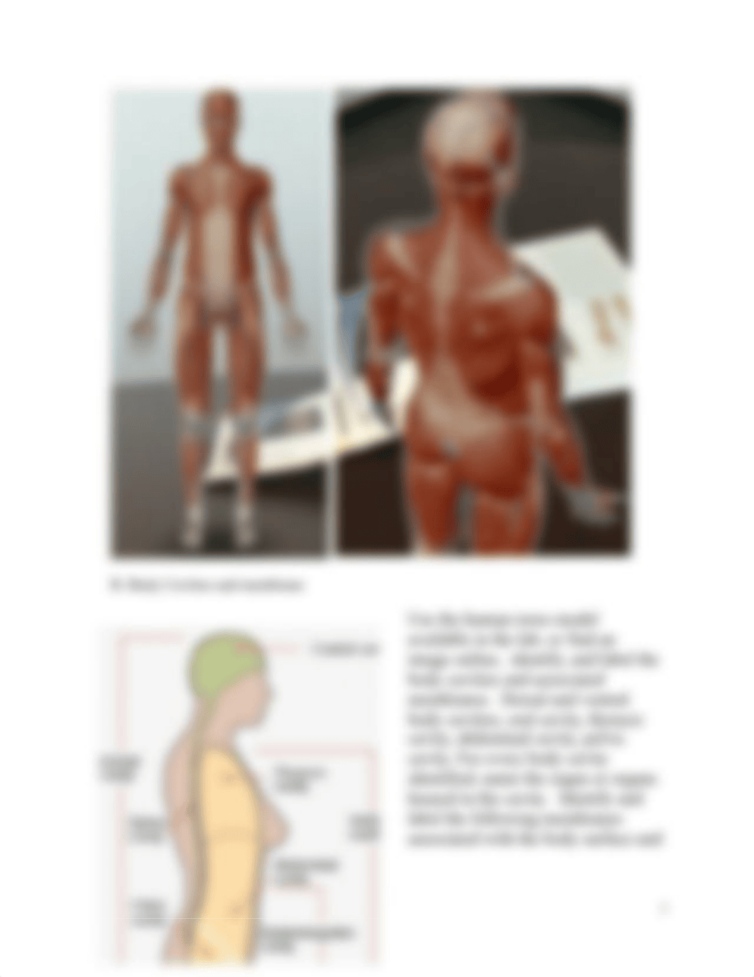 Lab 1. Anatomical Terms, Cavities, Membranes (2).docx_dtqr7j8fiw0_page3