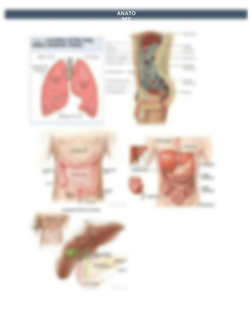 Anatomy 291L- Lab practical 1.docx_dtrddbq6mzf_page3