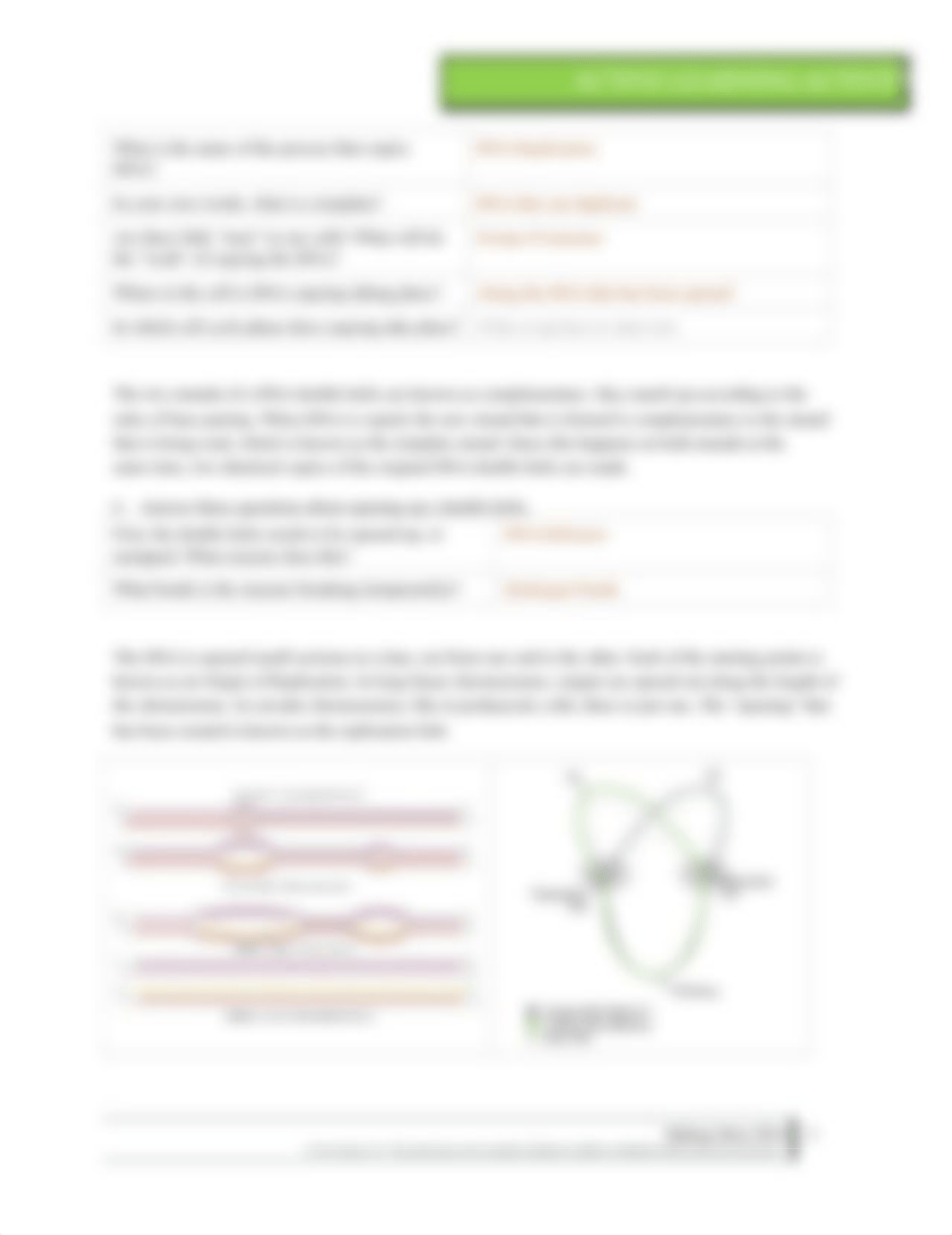 ALA Making More DNA.docx_dts3nmef427_page2