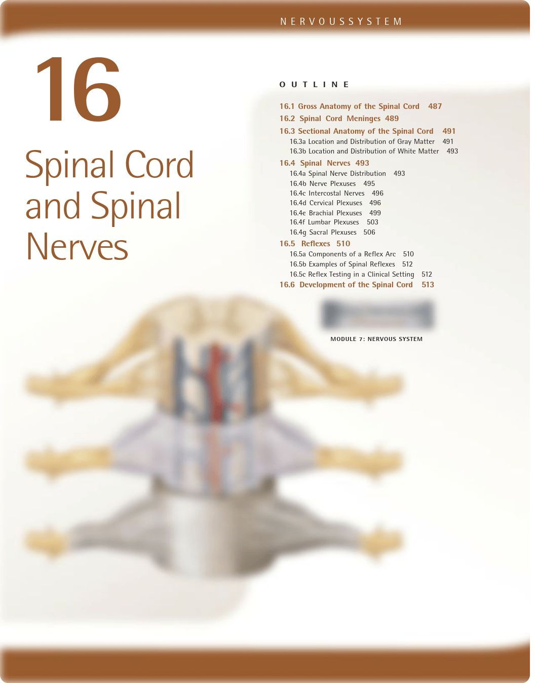 16. Spinal Cord and Spinal Nerves.pdf_dtsgjn0zsxg_page1