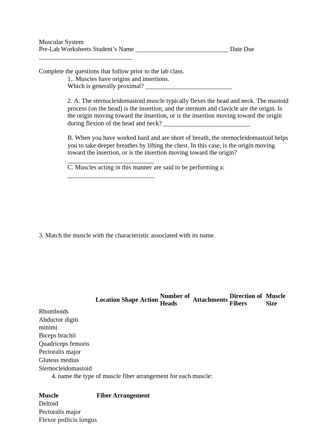 Lab 5 Muscular System (1).docx_dtsmlwslnlr_page1