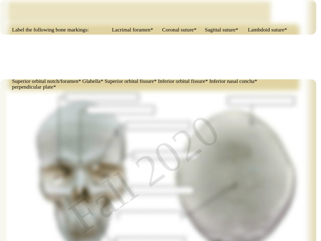 Anatomy Ch. 7 Lab.pdf_dtsmydxl11q_page2