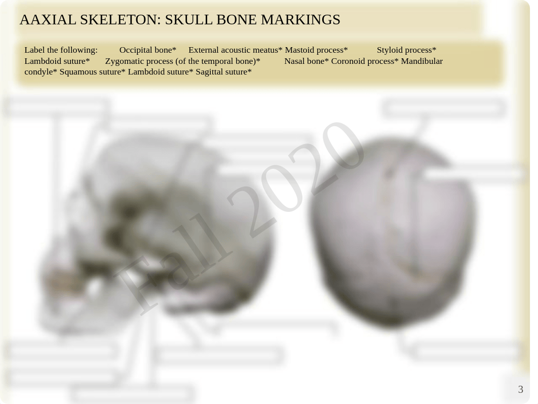 Anatomy Ch. 7 Lab.pdf_dtsmydxl11q_page3