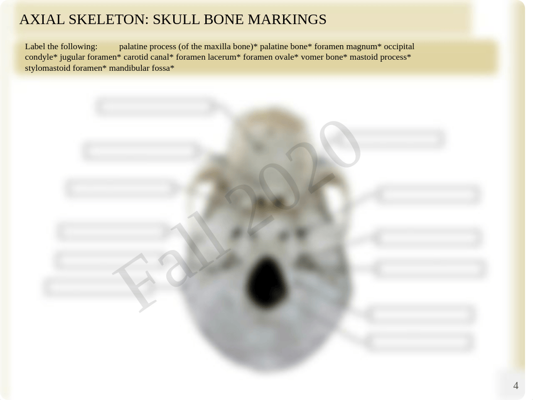 Anatomy Ch. 7 Lab.pdf_dtsmydxl11q_page4