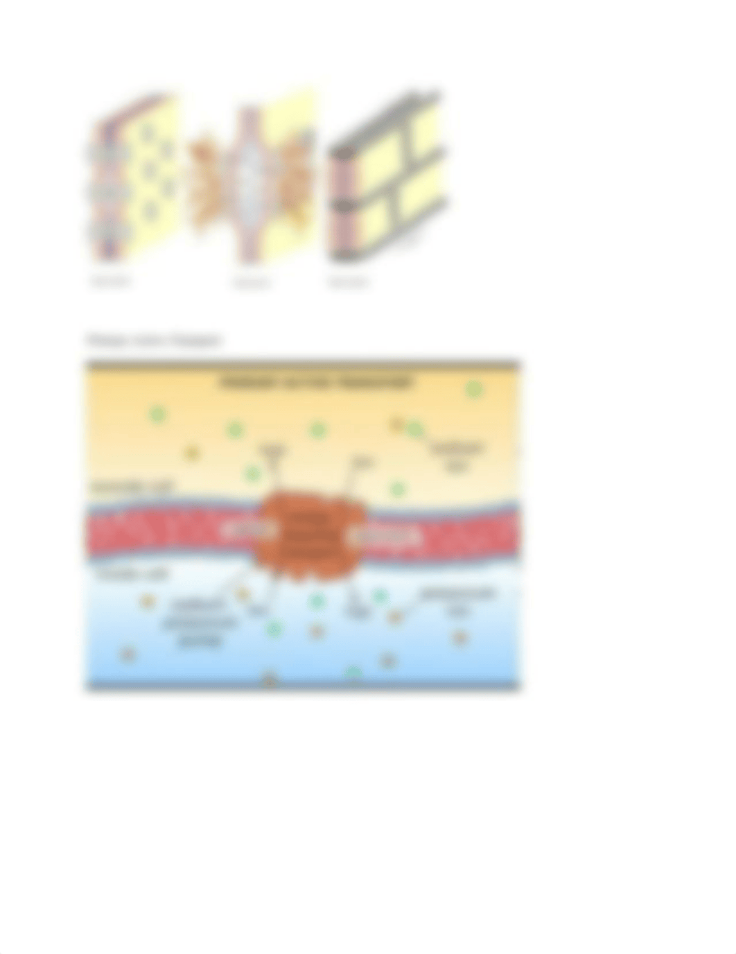 CH 3 Cells_dtt0qnt4nuw_page2